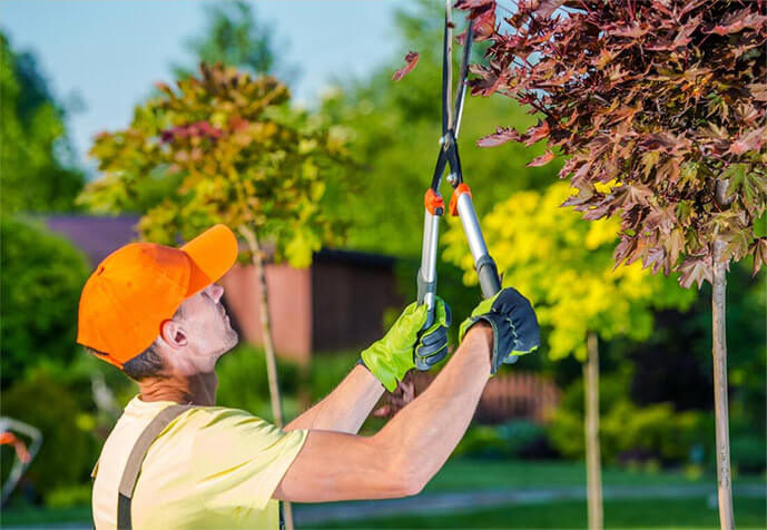 Tree Removal Expert