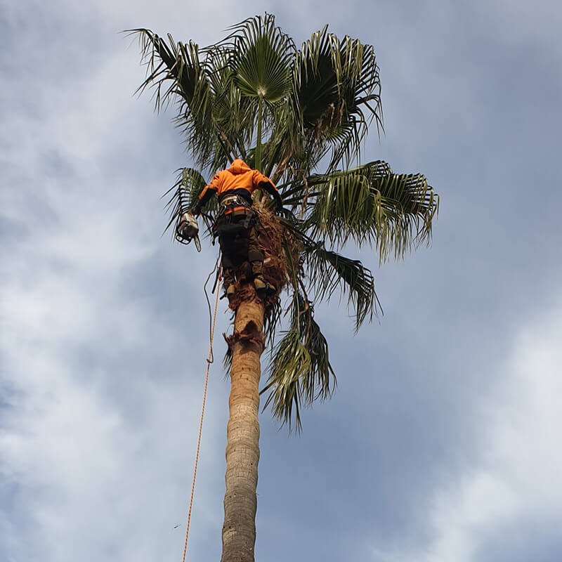 Adelaide Palm Tree Removal