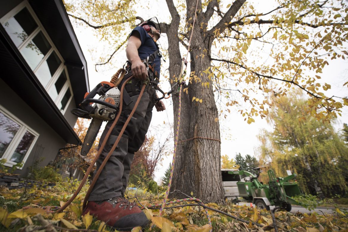 Tree Trimming and Tree Removal In Columbia SC • Alfonza's Lawn Service