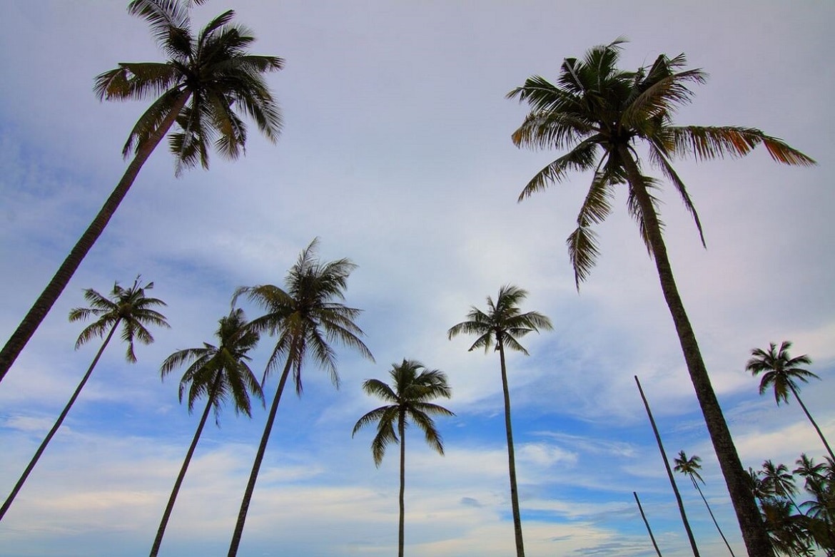 How Do I Get Rid Of An Unwanted Palm Tree?