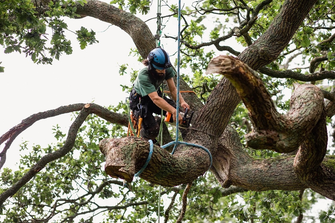 How Much Does It Cost To Remove A Tree in Adelaide?
