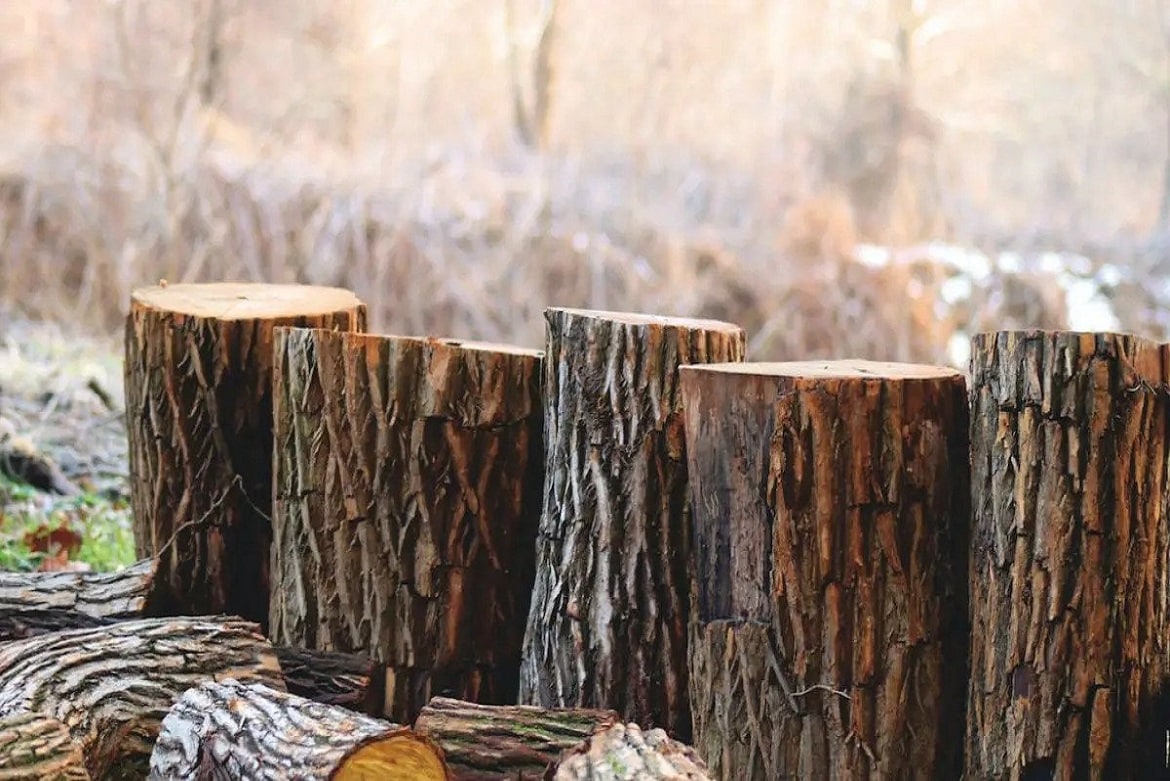 What Time Of Year Is Tree Removal Cheapest?