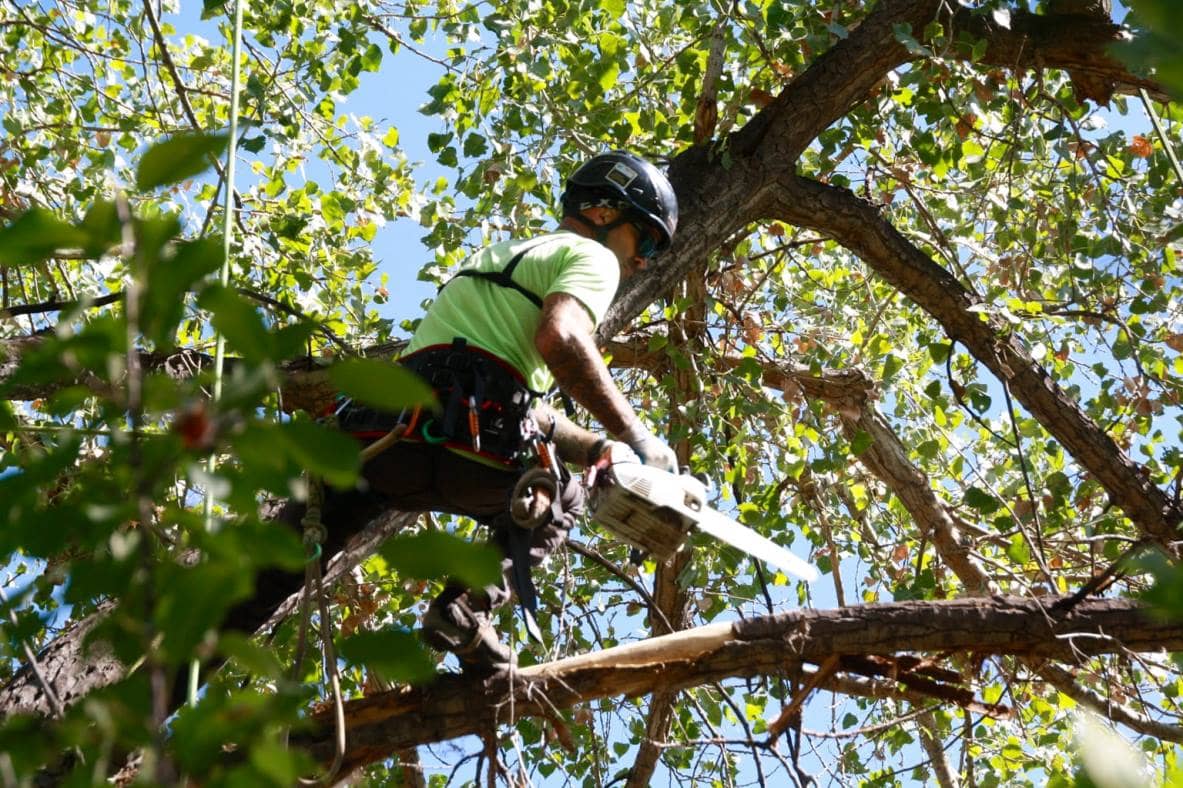 5 Best Rated Tree Removals in Adelaide