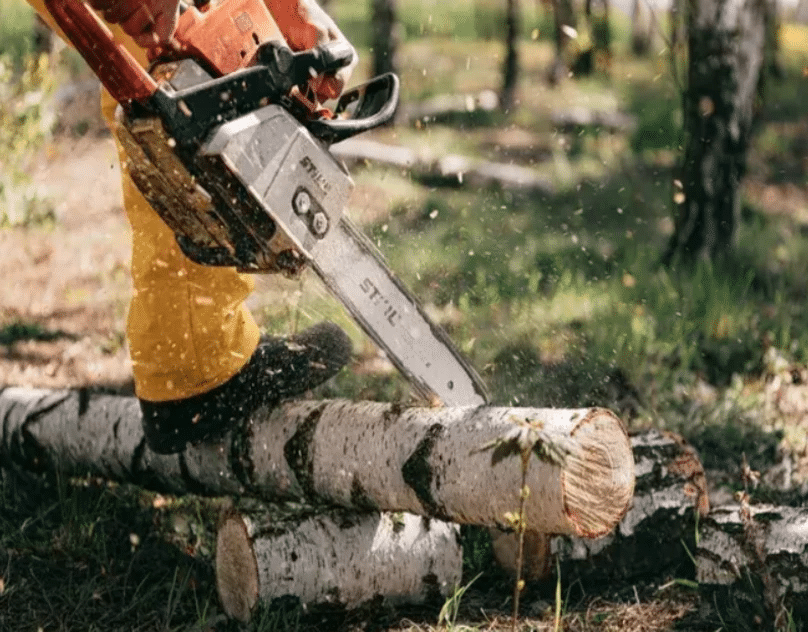 The Benefits of Planting a New Tree After Removal
